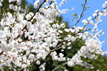 Pear blossom and sky. Sakura