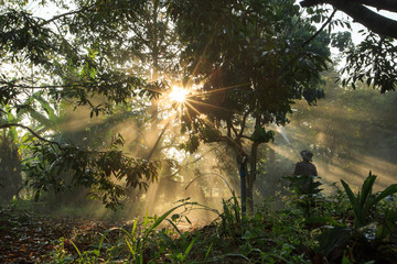Obraz na płótnie Canvas sun rays in the forest
