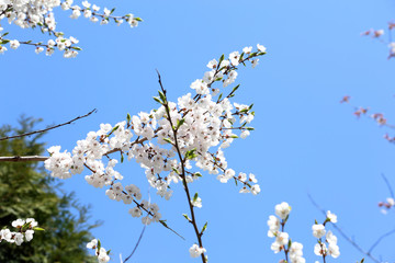 Plum blossom and sky. Sakura
