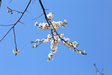 Plum blossom and sky. Sakura