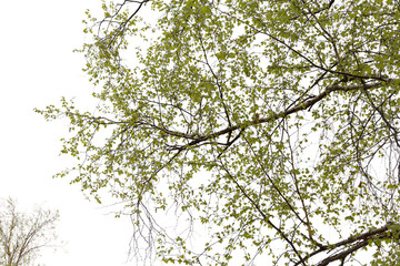Birch