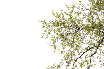 Birch