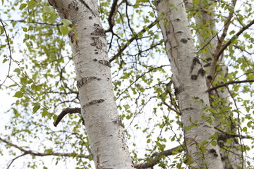 Birch