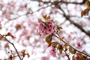 Apricot blossom. Sakura