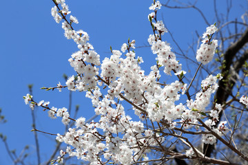 Plum blossom and sky. Sakura