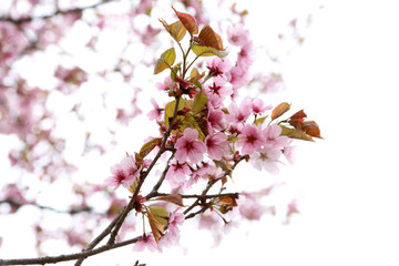 Apricot blossom
