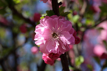 Japanese cherry. Sakura