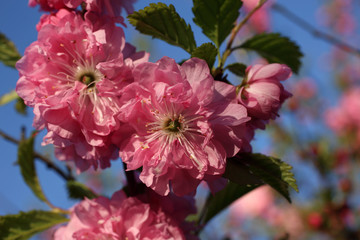 Japanese cherry. Sakura