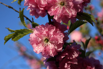 Japanese cherry. Sakura