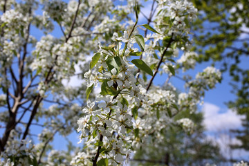 Pear blossom