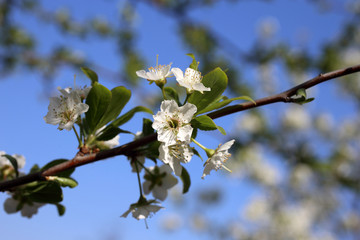 Plum flowers. Sakura