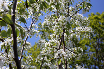 Fototapeta premium Pear blossom