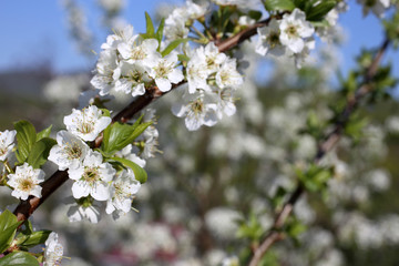 Plum flowers. Sakura