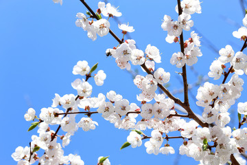 Plum blossom and sky. Sakura