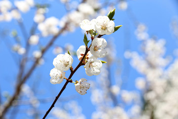 Plum blossom and sky. Sakura