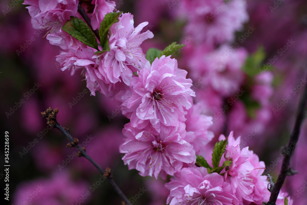 Canvas Prints Japanese cherry. Sakura