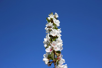 Nanking cherry blossom