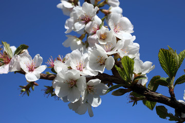 Nanking cherry blossom