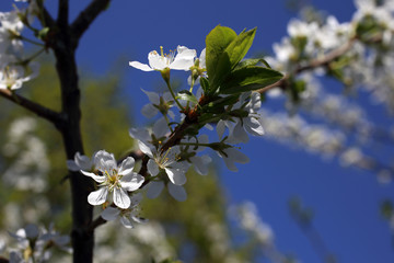 Plum blossom
