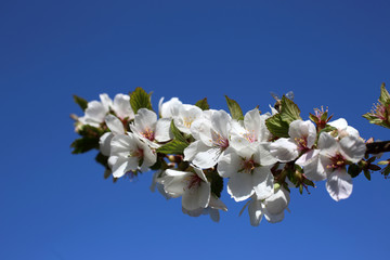 Nanking cherry blossom