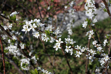 Plum blossom