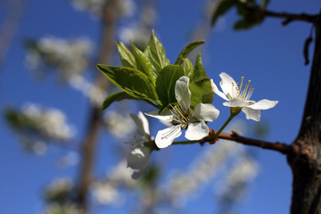Plum blossom