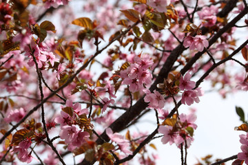 Apricot blossom. Sakura
