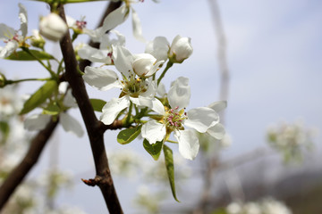 Pear blossom