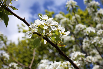 Obraz premium Pear blossom