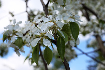 Pear blossom