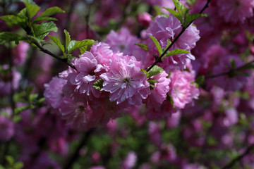 Japanese cherry. Sakura