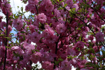 Japanese cherry. Sakura