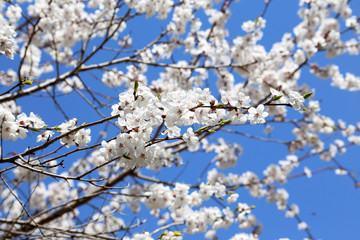 Plum blossom and blue sky