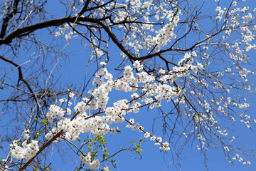 Plum blossom and blue sky