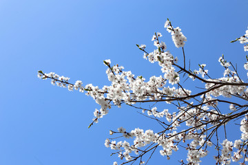 Plum blossom and blue sky