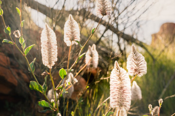 Pink Pussy Tail flowers growing at Kings Canyon