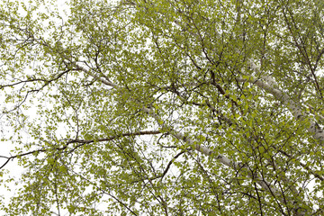 Birch