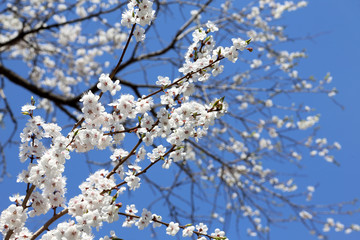 Plum blossom and blue sky