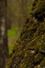 Mossy trunk of an old tree.