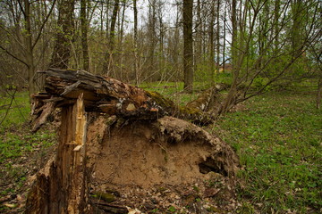 Fototapeta na wymiar Fallen birch tree. Trees are dying young.