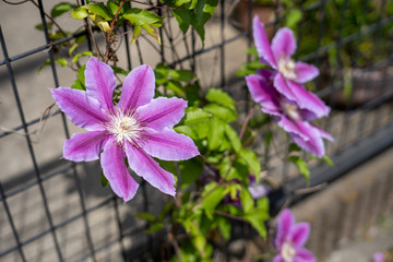 クレマチス・ドクターラッペル