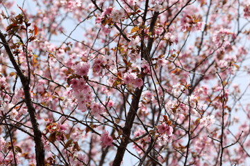 Apricot blossom. Sakura