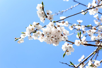 Plum blossom and blue sky