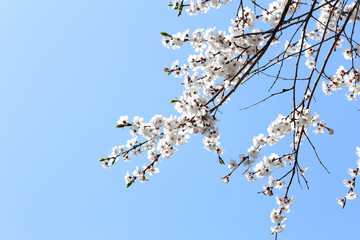 Plum blossom