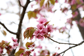 Apricot blossom. Sakura