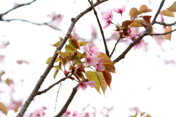 Apricot blossom. Sakura