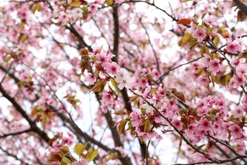 Apricot blossom. Sakura