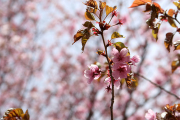Apricot blossom. Sakura