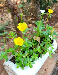 Yellow and white small flowers 