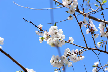 Plum blossom